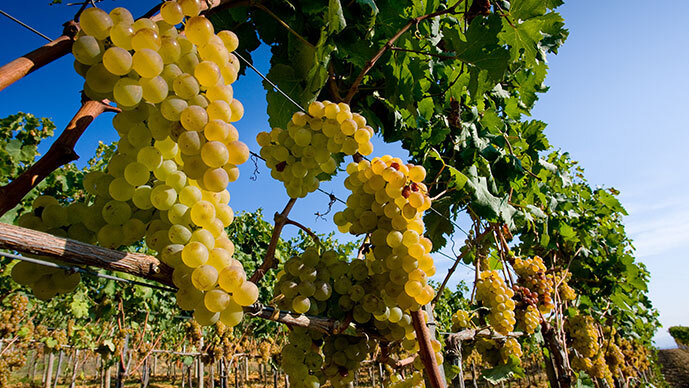 Wine Tour
